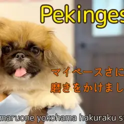 【 ペキニーズ 】シャンプーデビュー！マイペースさに拍車のかかったむっちりわんこ