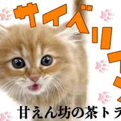 【 サイベリアン 】大きな目が印象的な美猫！遊び好きで人も好きな優しい性格の子