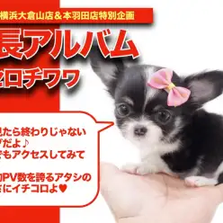【 オセロチワワアルバム 】ブラック＆ホワイトが美しいチワワちゃん成長記