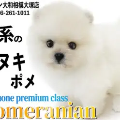 【 ポメラニアン 】プレミアム認定！小さめサイズでマズル超短めの白系たぬきポメ