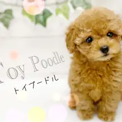 【 トイプードル 】愛嬌たっぷりのトイプードルちゃんにイチコロ!人気ナンバーわん