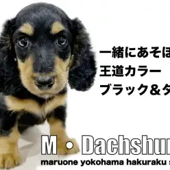 【 ミニチュアダックスフント 】活発だけど甘えん坊！初心者必見の飼いやすさ