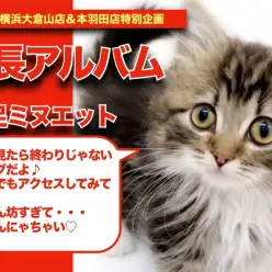 【 ミヌエット ちゃんの成長アルバム】甘えん坊過ぎてる短足ミヌエットちゃんの成長記！