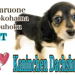 【 カニンヘン・ダックスフント 】人気ブラタンカラー!大きな瞳の女の子