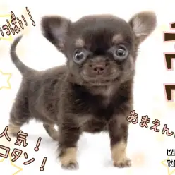 【 チワワ 】大人気チョコタン!手乗りサイズのちびっこガール!