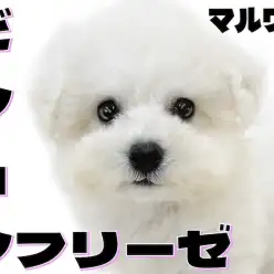 【 ビションフリーゼ 】大きな瞳が可愛いアフロ犬！ハイテンションで遊ぶ姿に注目！