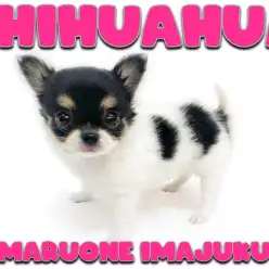 【 チワワ 】トイレ成功率100％！牛柄模様の手乗りサイズの女の子が聖地に降臨！