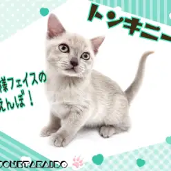 【 トンキニーズ 】激レアキャット!!ギャップ萌え必須の甘えんぼ王子!