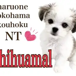 【 MIX 】個性豊かなミックス犬!生後91日のチワマルちゃんと卒業生
