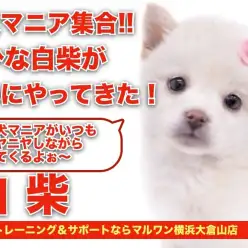 【 白柴 】超べっぴん！美少女柴犬！！待望の白柴がついにやってきた！