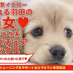 【 ミニチュアダックスフンド 】ルックス抜群！人気のイエローカラーの女の子！