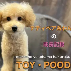 【 トイ・プードル 】トリミングデビュー！小さめテディベアの成長記録