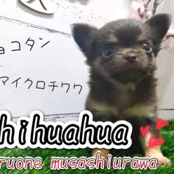 【 ロングコートチワワ 】チョコタンカラーのマイクロチワワちゃんが登場!