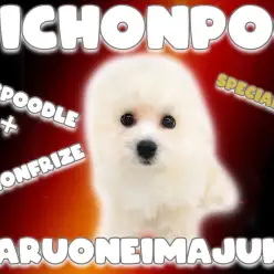 【 MIX犬 】お留守番トイレ完璧な生後4ヶ月の優秀生！3回目ワクチン接種に密着