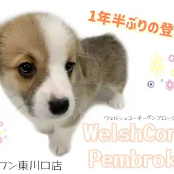 【 ウェルシュコーギーペンブローク 】抜群の安心感！キュートな桃尻コーギーちゃん