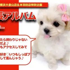 【マルプーちゃんの成長アルバム】人が大好き！しっぽブンブンマルプーちゃんの成長記！