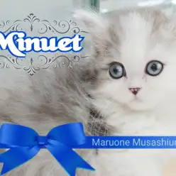 【 ミヌエット 】一目惚れ注意！！可愛いとゴージャスがつまった短足王子
