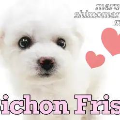 【 ビションフリーゼ 】アフロ犬、兄弟での入店は必見！小柄で甘えん坊な女の子