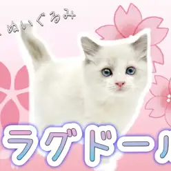 【 ラグドール 】まさに歩くぬいぐるみ！超甘えん坊の美形にゃんこがやってきた