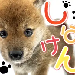 【 柴犬 】可愛すぎる日本代表！小熊柴ちゃんをご紹介！