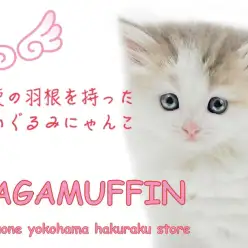 【 ラガマフィン 】天使の羽根にご注目！穏やかで人懐っこいパステル三毛猫