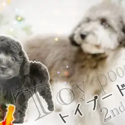 【 トイプードル 】さすがトイプーちゃん！次から次へと難関クリア！2ndブログ