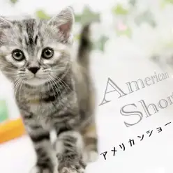 【 アメリカンショートヘア 】パパはチャンピオンキャット!その美しい容姿に釘付け