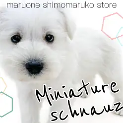 【 ミニチュアシュナウザー 】おっとりとした性格が可愛い！白シュナの子犬が現る！