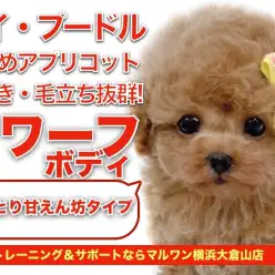 【 トイプードル 】濃いめアプリコット！毛量・毛巻き抜群のドワーフボディ！