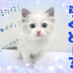 【 ラグドール 】これぞ理想の甘えんぼにゃんこ!むっくりラグがやって来た!