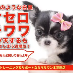 【 小さめチワワ 】元気一発オセロチワワ！水晶の様な透明感溢れる白黒が超美！