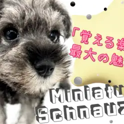 【 ミニチュアシュナウザー 】学ぶ楽しさ無限大！おひげわんこの真骨頂！