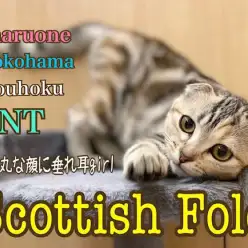 【 スコティッシュフォールド 】お茶目な4ヶ月のスコティッシュちゃんの成長