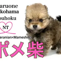 【 MIX 】港北NT店12年目にして初登場！ポンシーちゃんがやってきました