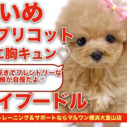 【 トイプードル 】美しい濃いめのアプリコットと潤んだ瞳に胸キュン！