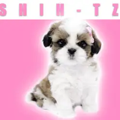 【 シーズー 】元気で人懐こい女の子!癒やしを求めるならこの子で決まり!