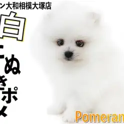 【 ポメラニアン 】指が埋もれる程の毛量！マズルと足が短い幼系の白たぬきポメ！
