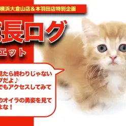 【 ミヌエットのアルバム 】超短足にエレガントコートのギャップミヌちゃん成長記録