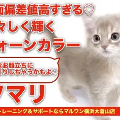 【 ソマリ 】神々しく珍しフォーンカラー！美しすぎるお顔立ちにうっとり・・・