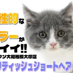 【 ブリティッシュ 】丸顔と個性的なカラーリングはキャラクター性抜群のルックス！