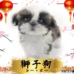 【 シーズー 】ライオンドックと呼ばれたブチャカワ犬