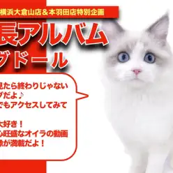 【 ラグドール成長アルバム 】幸せを呼ぶハチワレ模様のラグドールちゃんの成長記