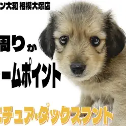 【 ミニチュアダックスフント 】表情と口周りが可愛いダックスの生後2ヶ月レビュー