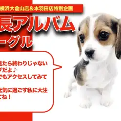 【 ビーグル成長アルバム 】元気の象徴の女の子の成長を適宜更新します！