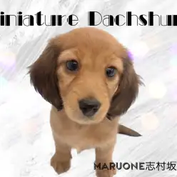 【 ミニチュアダックスフント 】胴長短足の美人降臨！甘える仕草に胸キュン必至！