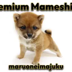 【 豆柴 】生後2ヶ月体重846g!お留守番もできる初心者必見の女の子！