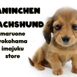 【 カニンヘンダックスフント 】生後71日体重601g！極小サイズのレッドガール