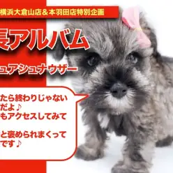 【シュナくんの成長アルバム】クレート・おトイレトレーニング超優秀なシュナくんの成長記！