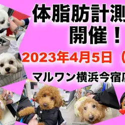 【 今宿店イベント情報 】4/5（水）ワンちゃんの体脂肪計測会のお知らせ！