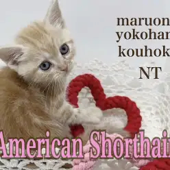 【 アメショ 】生後66日480gのsmallベビーはレッドタビーの癒し系BOY